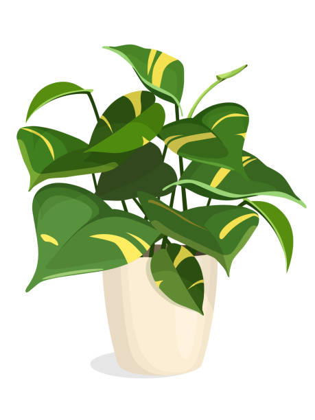 황금 pothos 공장 - hybridize stock illustrations