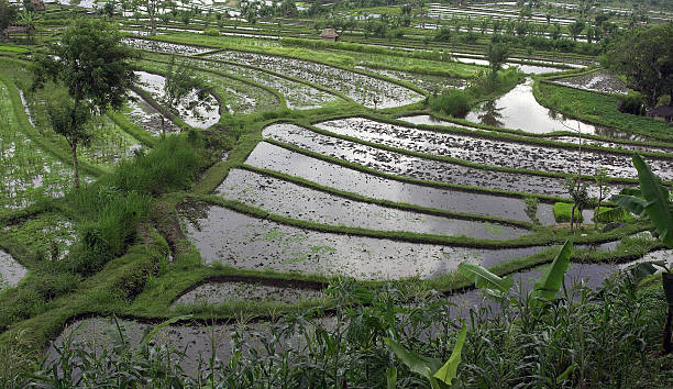 istock Rice Terraces in Indonesia Bali Asia 92493680