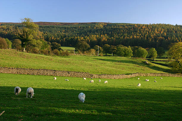 istock English farm countryside with sheep 92493725