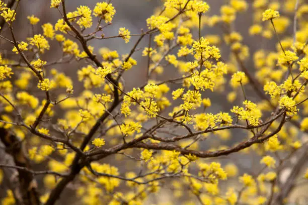 Cornus mas yellow flowers blossom in seoul