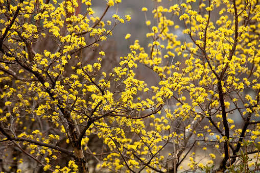 Cornus mas yellow flowers blossom in seoul