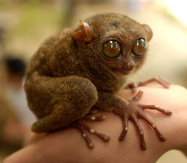 istock Detail Tersier Rare Animal Philippines 92493822