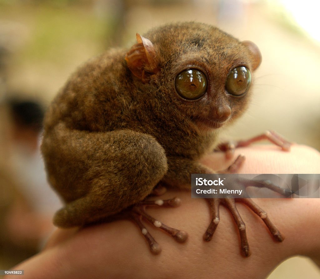 Detail Tersier Rare Animal Philippines  Animal Stock Photo