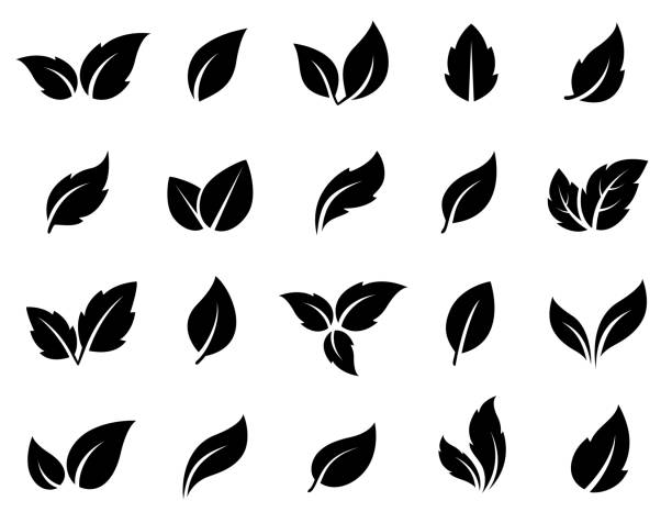 ilustraciones, imágenes clip art, dibujos animados e iconos de stock de conjunto de hojas verdes - tea crop leaf freshness organic