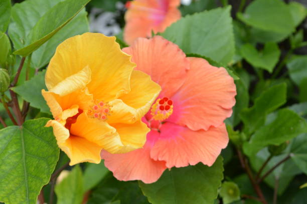 istock Beautiful hibiscus flower 924938790