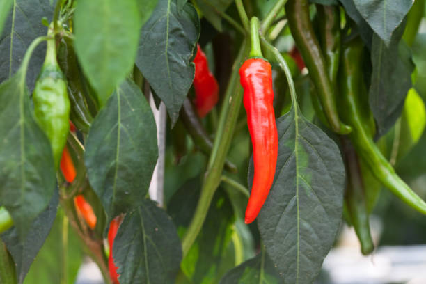 istock Red hot chili pepper at field 924938820
