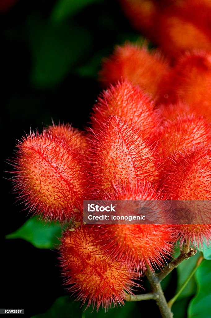 Divertente frutta - Foto stock royalty-free di Aiuola