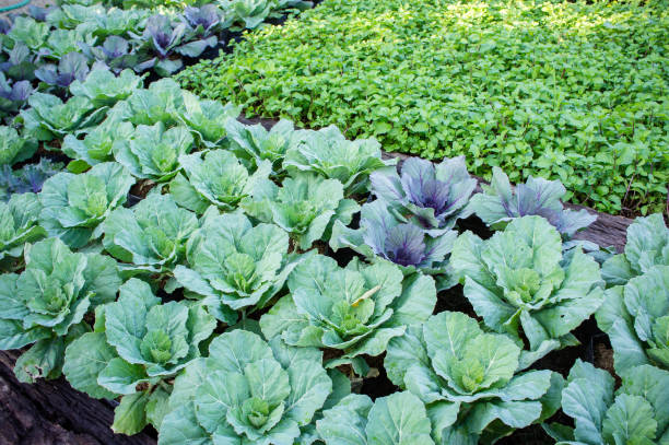 istock vegetables in the garden , organic vegetables growth 924939638