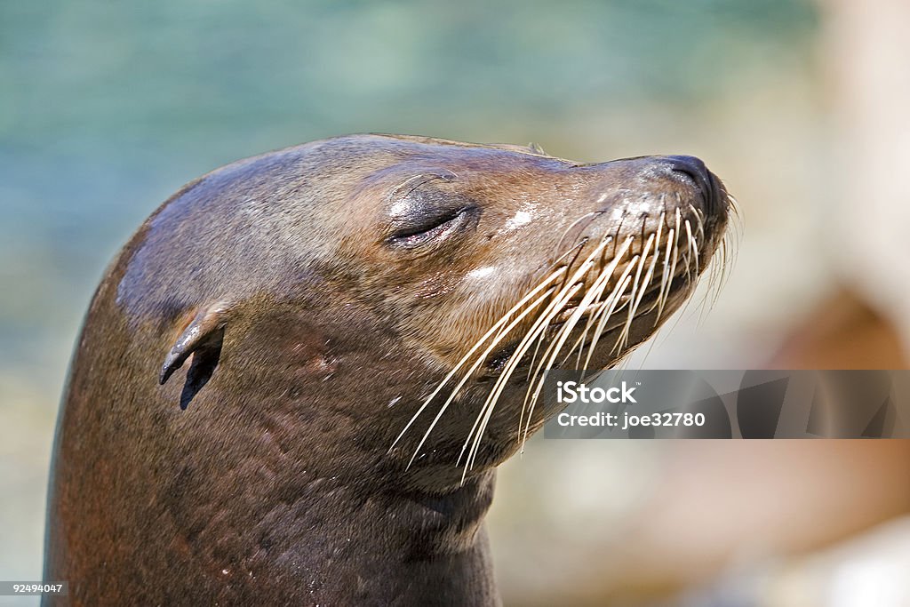 Leão-marinho - Royalty-free Foca Foto de stock