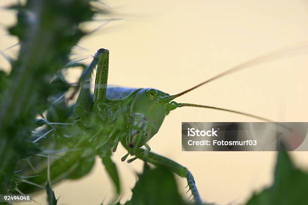 Bushcricket Stock Photo - Download Image Now - Animal, Animal Wildlife, Color Image