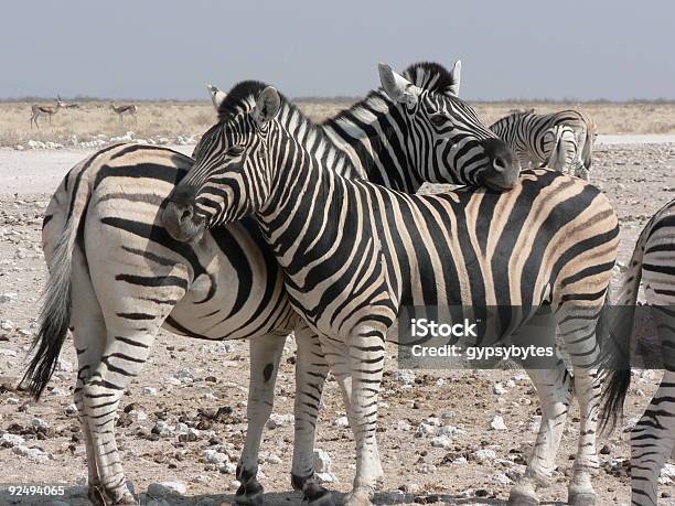 Zebra - zdjęcia stockowe i więcej obrazów Afryka - Afryka, Bez ludzi, Dwa zwierzęta