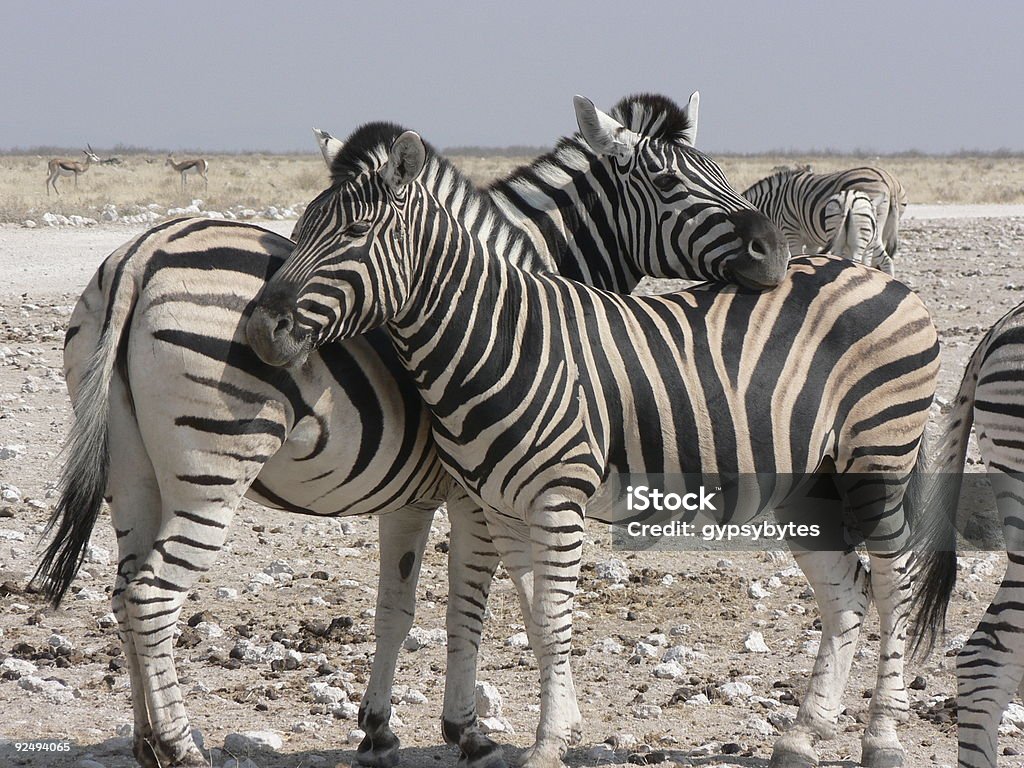 Zebra - Foto de stock de Animais de Safári royalty-free