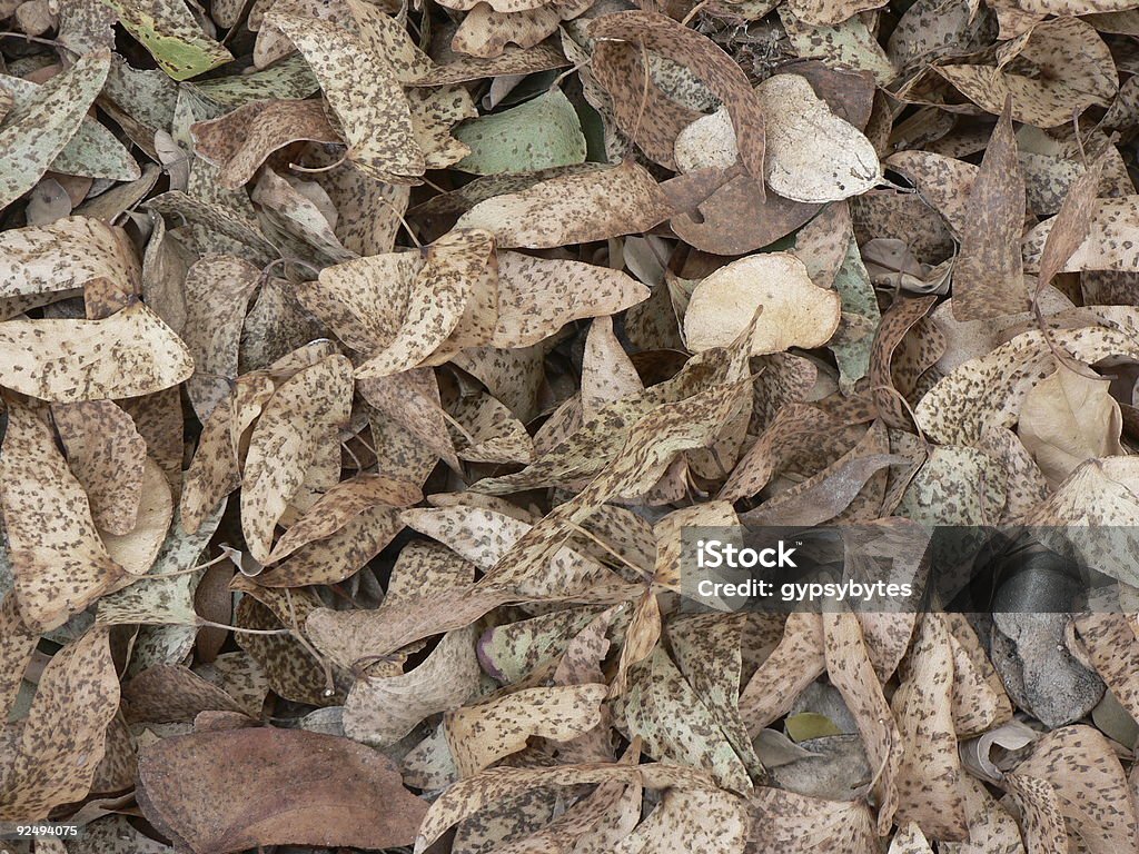 Marula Blätter - Lizenzfrei Afrika Stock-Foto