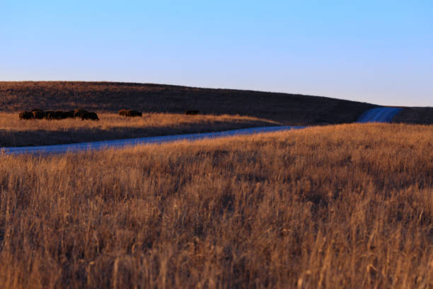 bisonte americano se reúnen para descansar en la hierba en la pradera de tallgrass preservar en pawhuska, oklahoma, febrero de 2018 - 2844 fotografías e imágenes de stock