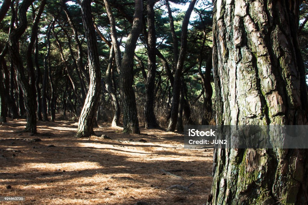 Bark of pine trees forest in Gyeongju, south korea Beauty Stock Photo