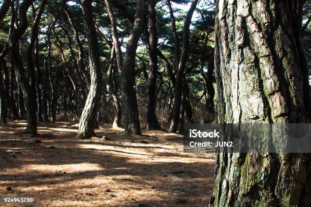 Bark Of Pine Trees Forest In Gyeongju South Korea Stock Photo - Download Image Now - Beauty, Blue, Color Image