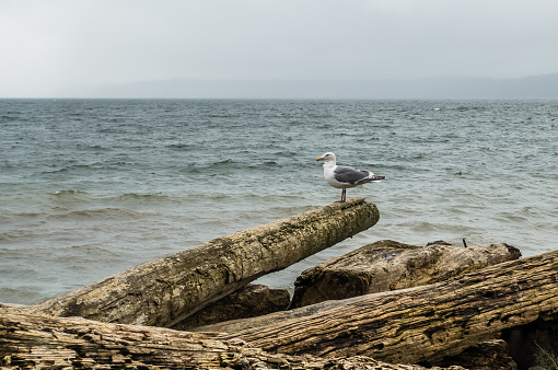 A seagull  sits on a driftwood log.