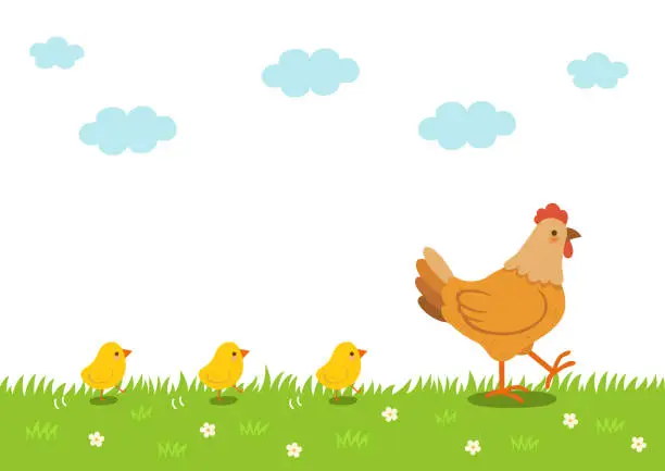 Vector illustration of Hen and chicks walking on grass