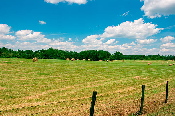 Rolling Green Pasture with Hay Bales stock photo