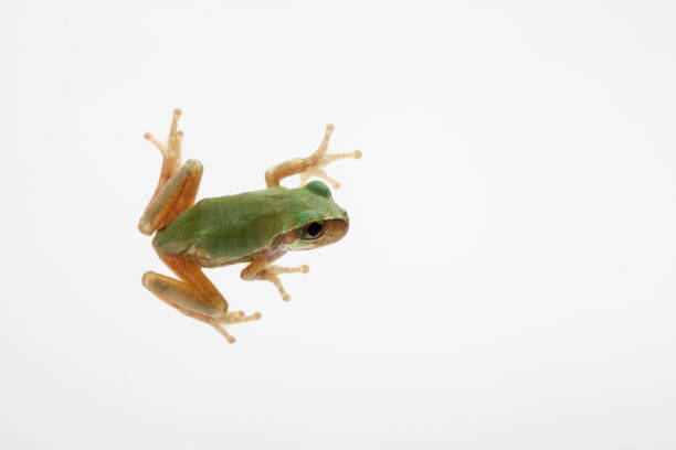 istock Close-up Green frog on white background 924946786