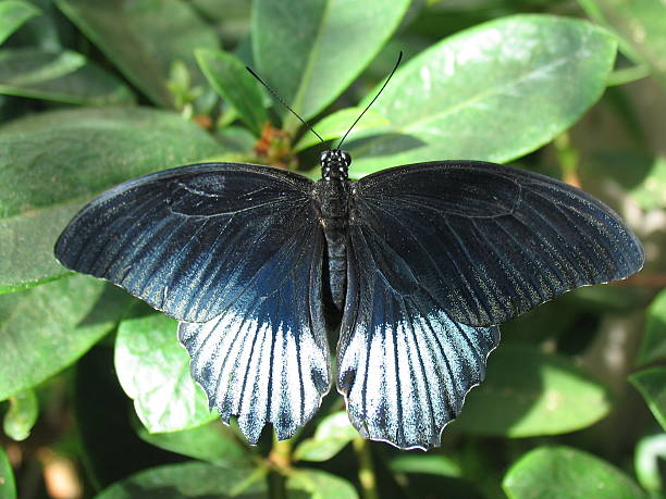 istock Closeup of a Butterfly #2 92494693