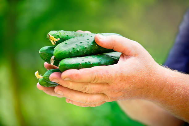 Farmer holding in hands harvest of cucumbers