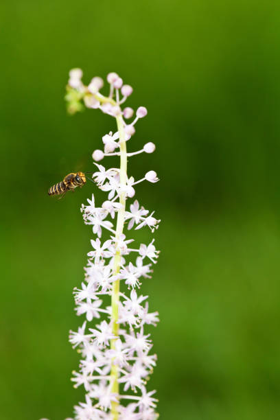 istock WASP flying at summer sweet flower 924948864