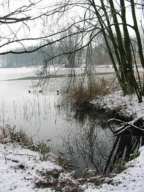 Pond in the winter stock photo