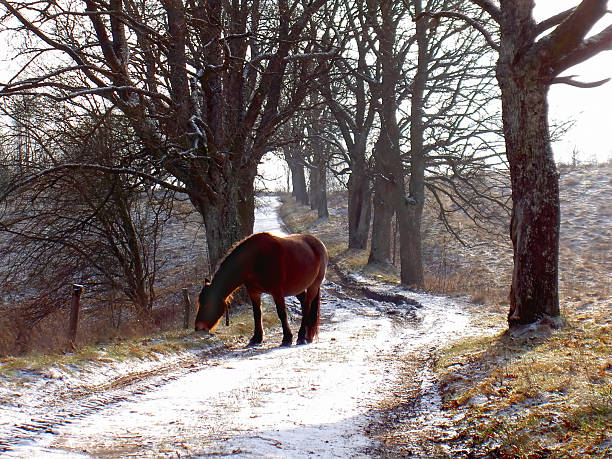 solitário cavalo - masuren imagens e fotografias de stock