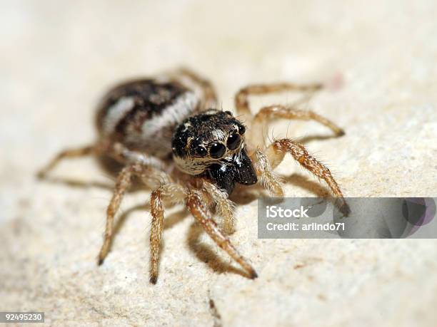 Springspinne Jagd Stockfoto und mehr Bilder von Zebraspringspinne - Zebraspringspinne, Angst, Behaart