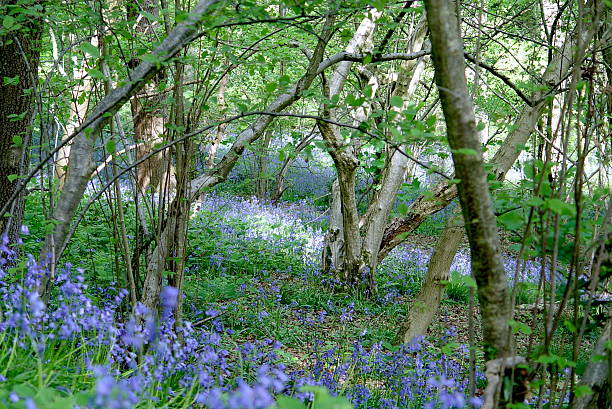 istock English Woodland 01 92495332