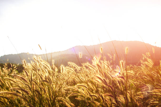 istock Beautiful sunset and grass flower on the meadows 924953712