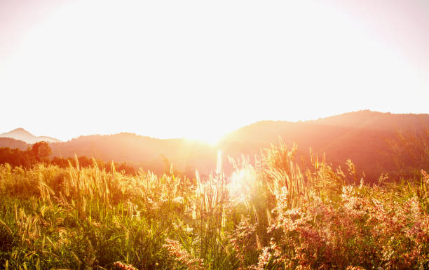 istock Beautiful sunset and grass flower on the meadows 924953714