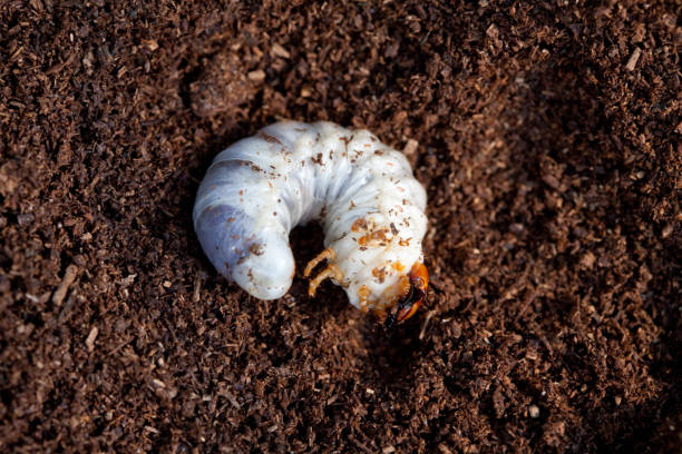 stag beetle larva at pupal stage - metamorphism imagens e fotografias de stock