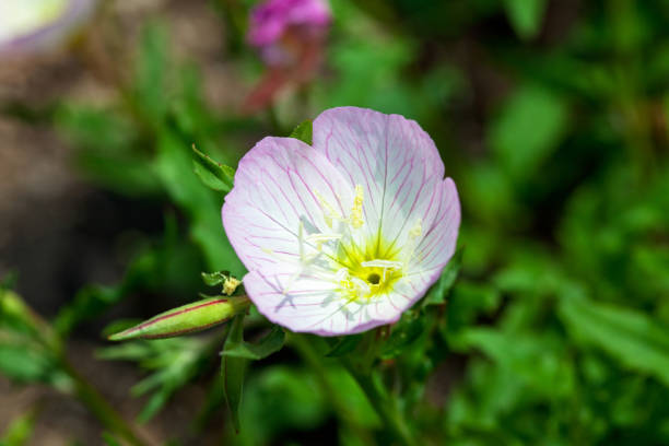 yellow evening primrose on the bushes in the garden background image