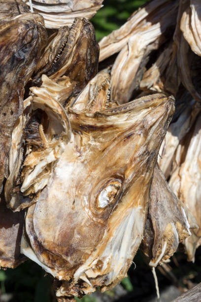 istock rack for drying the stockfish at Lofoten 924954070