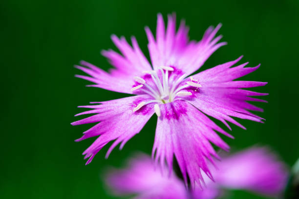 istock Sort of Pink phlox subulata 924954146