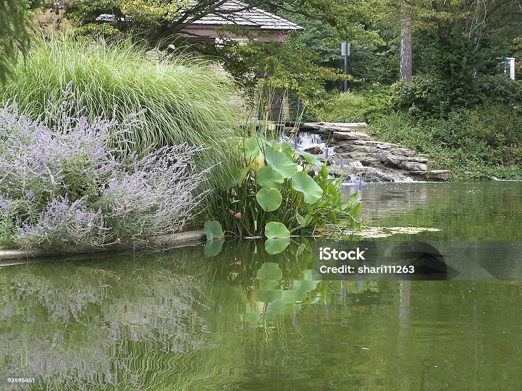 reflection of plants in lake  Blossom Stock Photo