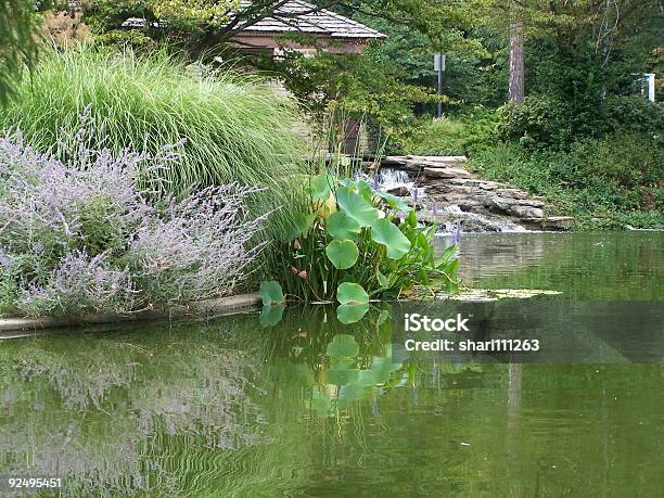 Reflection Of Plants In Lake Stock Photo - Download Image Now - Blossom, Color Image, Drinking Water