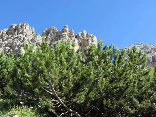 Mountain pine ( pinus mugo ) against italian Dolomites mountains in summer . ValGardena, South tyrol, Bolzano, Italy