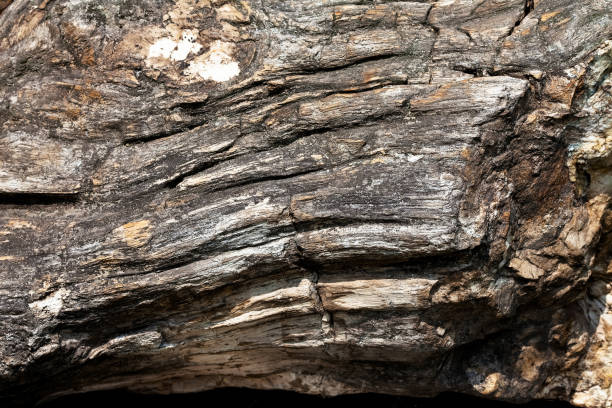 istock Surface of stone Silicified wood 924955164
