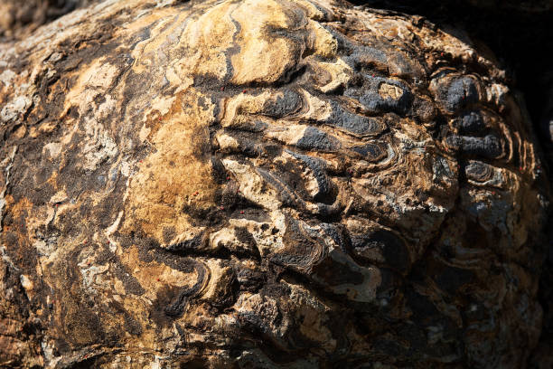 istock Surface of stone Stromatolite fossil of natural pattern 924955236