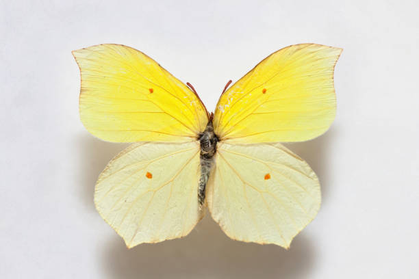 Summer in ornamental garden: Single brimstone ( Gonepteryx rhamni )butterfly eating from lychnis chalcedonica flower head.