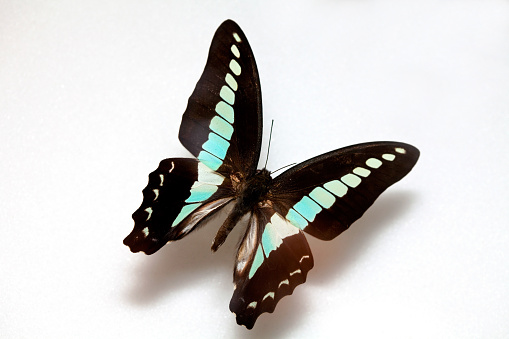 Butterfly specimen korea,Graphium sarpedon,green-banded swallowtail