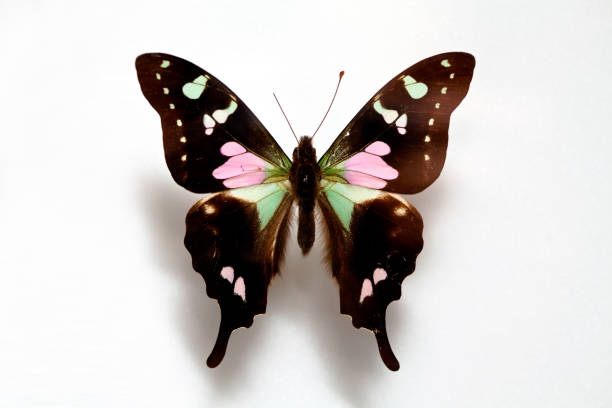 istock Butterfly specimen korea,Way ski alcinous 924958030