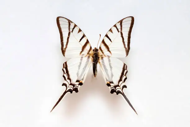 Butterfly specimen Mexico,Swallowtail butterfly