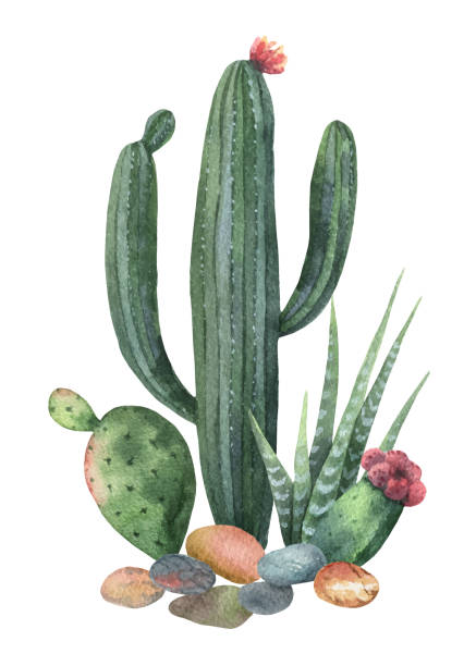 ilustraciones, imágenes clip art, dibujos animados e iconos de stock de colección de vector acuarela de cactus y suculentas plantas aisladas sobre fondo blanco. - ornamental garden plant tropical climate desert