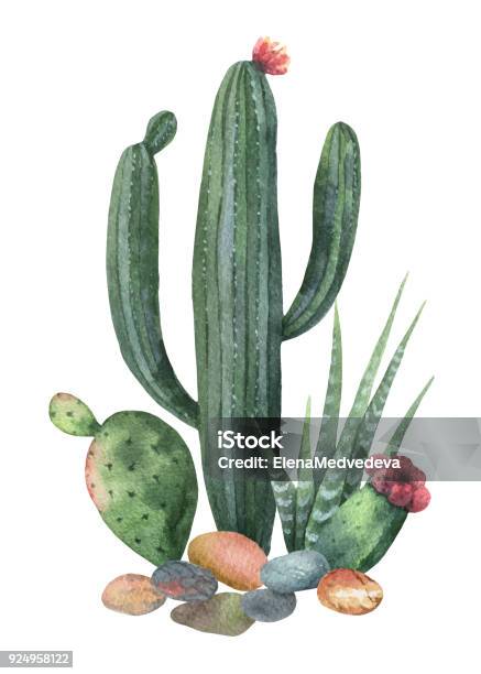 Watercolor Vector Collection Of Cacti And Succulents Plants Isolated On White Background Stock Illustration - Download Image Now
