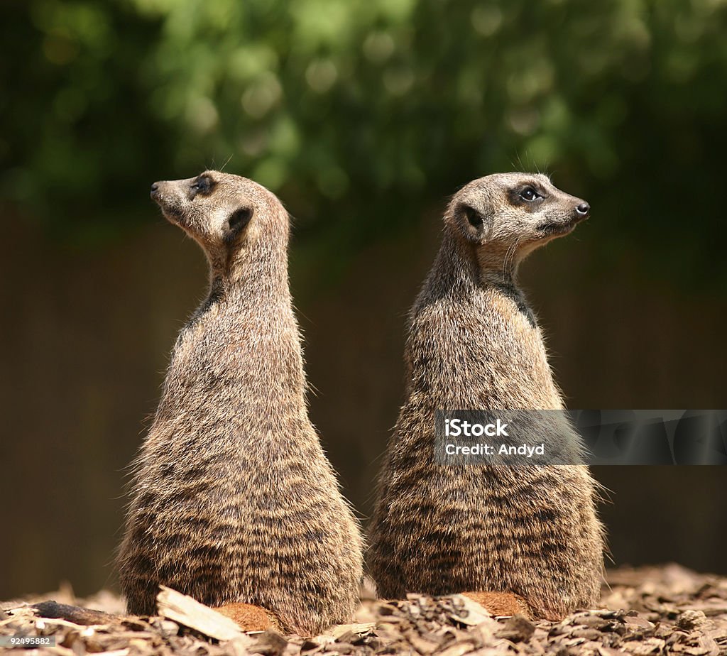 Meerkats - Royalty-free Suricata Foto de stock