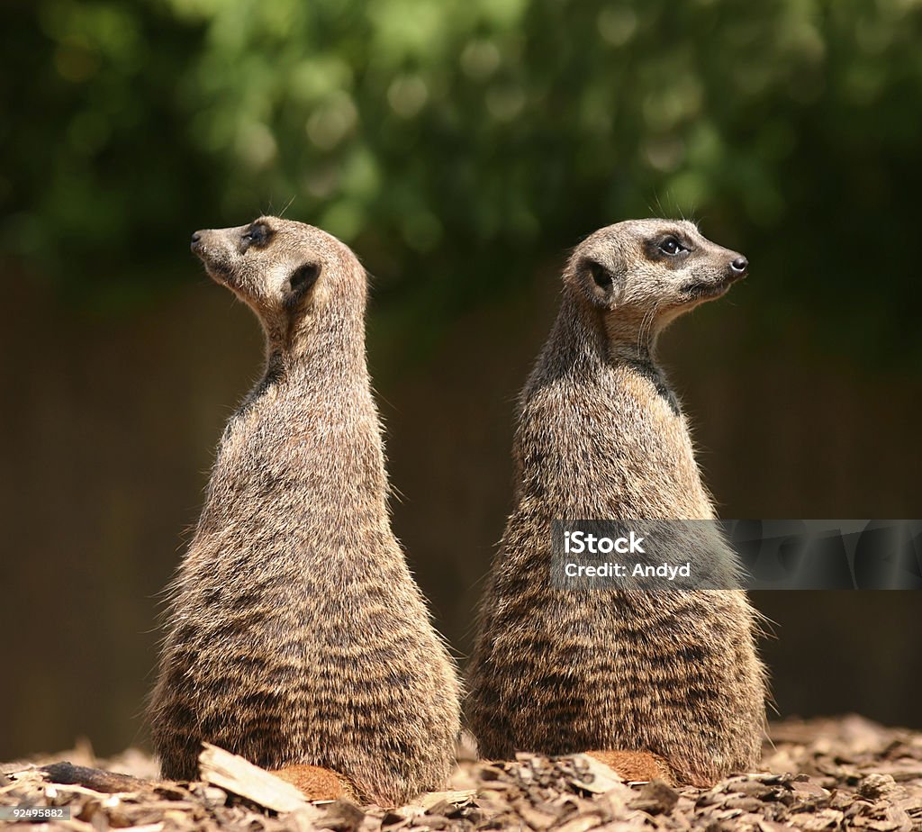 Meerkats - Стоковые фото Миркат роялти-фри